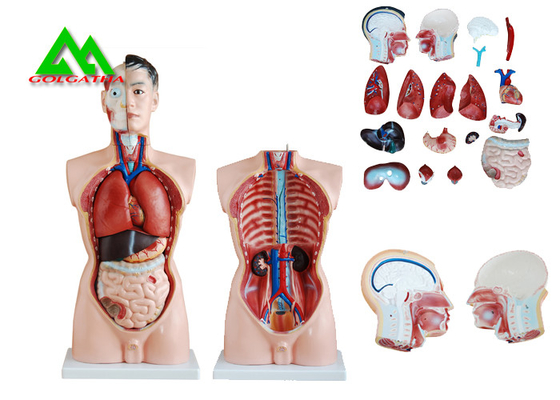 China Medisch Dubbel de Anatomiemodel van het Geslachts Menselijk Torso met Hoofd Duidelijke Structuur leverancier