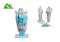 China Menselijk Anatomisch Medisch Plastic het Binnenoormodel van het Onderwijsmodellen bedrijf