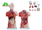Medisch Dubbel de Anatomiemodel van het Geslachts Menselijk Torso met Hoofd Duidelijke Structuur leverancier