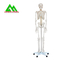 Levensgroot Medisch Anatomisch Menselijk Skeletmodel 97 X 45,5 X 28cm leverancier