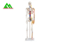 Levensgroot Medisch Anatomisch Menselijk Skeletmodel 97 X 45,5 X 28cm leverancier