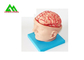 Het natuurlijke Kijken Menselijk Anatomisch Hersenenmodel voor Medische Studenten leverancier