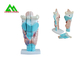 Menselijk Anatomisch Medisch Plastic het Binnenoormodel van het Onderwijsmodellen leverancier