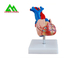 Plastic Menselijk Anatomisch Hartmodel Levensgroot voor Medische Studenten leverancier